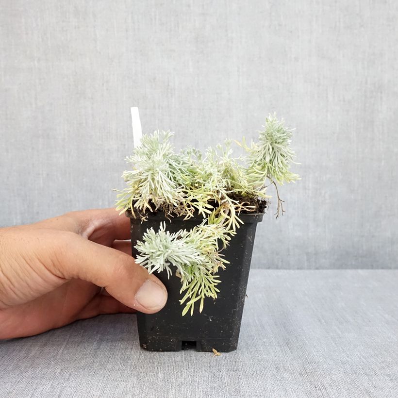 Esimerkki kesällä toimitetusta Ohotanmaruna Nana Godet de 8/9 cm-taimesta