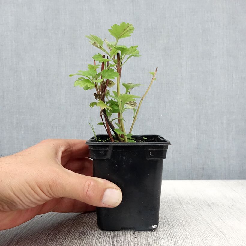Esimerkki syksyllä toimitetusta Pujo luomu - Artemisia vulgaris 7/8 cm taimiruukku-taimesta