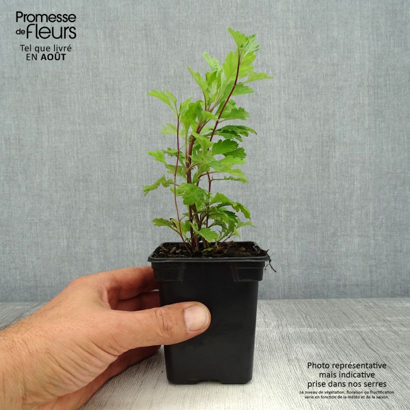 Esimerkki kesällä toimitetusta Pujo luomu - Artemisia vulgaris 7/8 cm taimiruukku-taimesta
