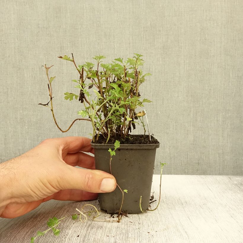 Esimerkki syksyllä toimitetusta Pujo Oriental Limelight 8/9 cm taimiruukku-taimesta