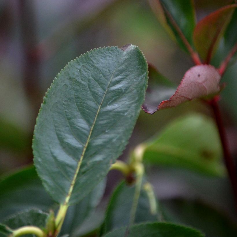 Puna-aronia Brilliant (Lehvistö)