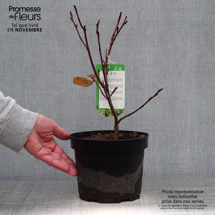 Esimerkki syksyllä toimitetusta Puna-aronia Brilliant 2 litran/3 litran ruukku-taimesta