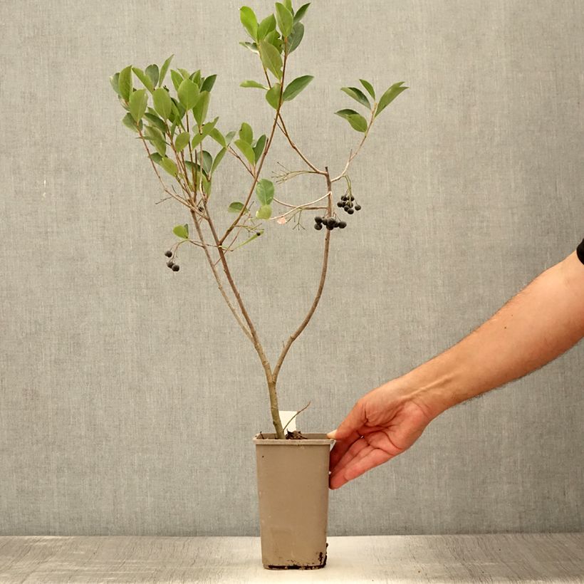 Esimerkki kesällä toimitetusta Koristearonia Lowberry 1,5 litran / 2 litran kannu-taimesta