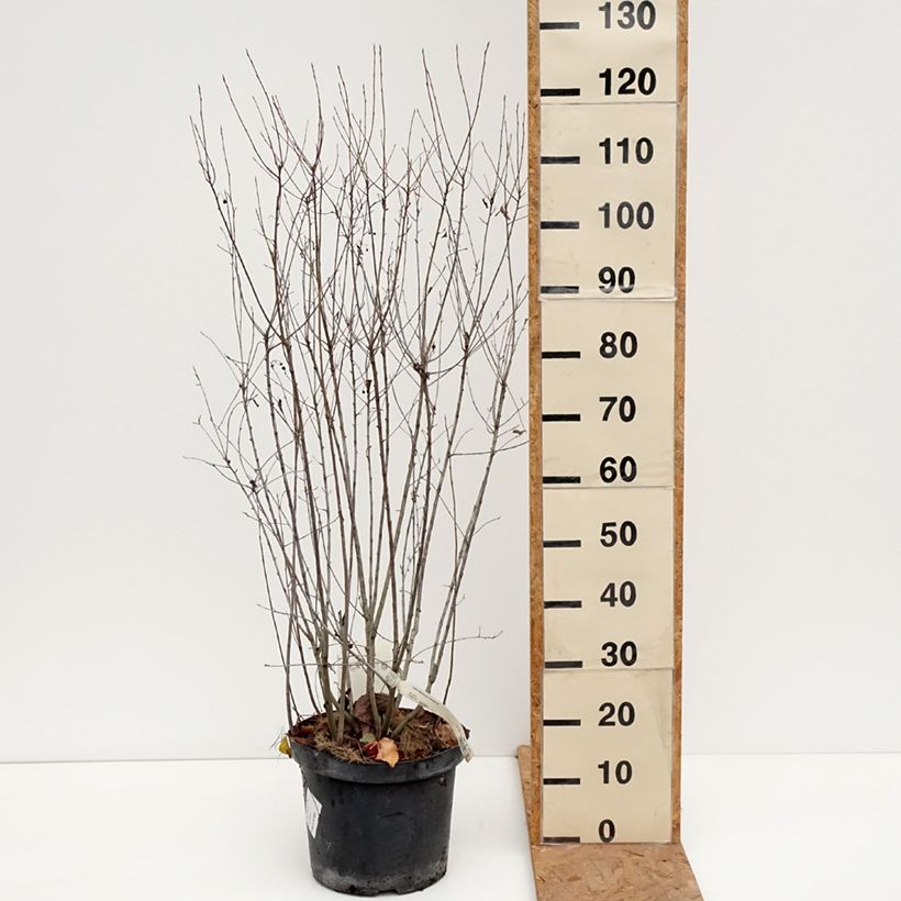 Esimerkki syksyllä toimitetusta Musta-aronia Professor Ed 7,5 litran / 10 litran ruukku-taimesta