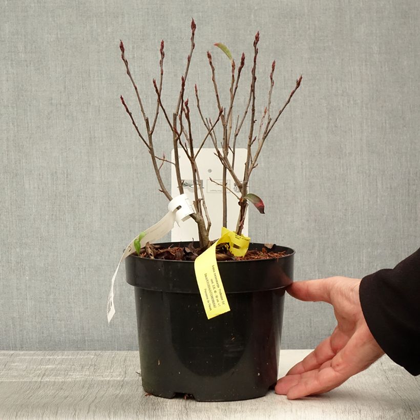 Esimerkki syksyllä toimitetusta Musta-aronia Professor Ed 2 litran/3 litran ruukku-taimesta