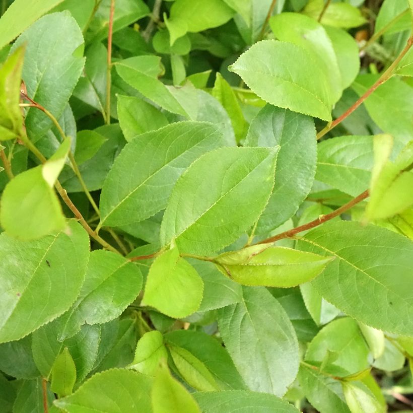 Musta-aronia Professor Ed (Lehvistö)
