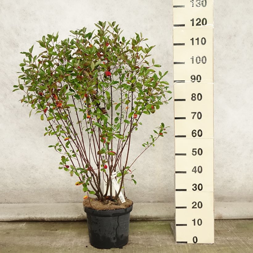 Esimerkki kesällä toimitetusta Musta-aronia Professor Ed Pot de 7,5L/10L-taimesta