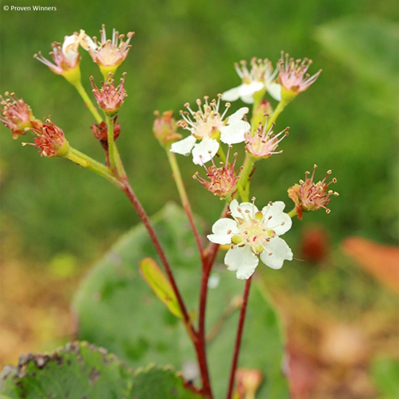 Musta-aronia Revontuli Hedger (Kukinta)