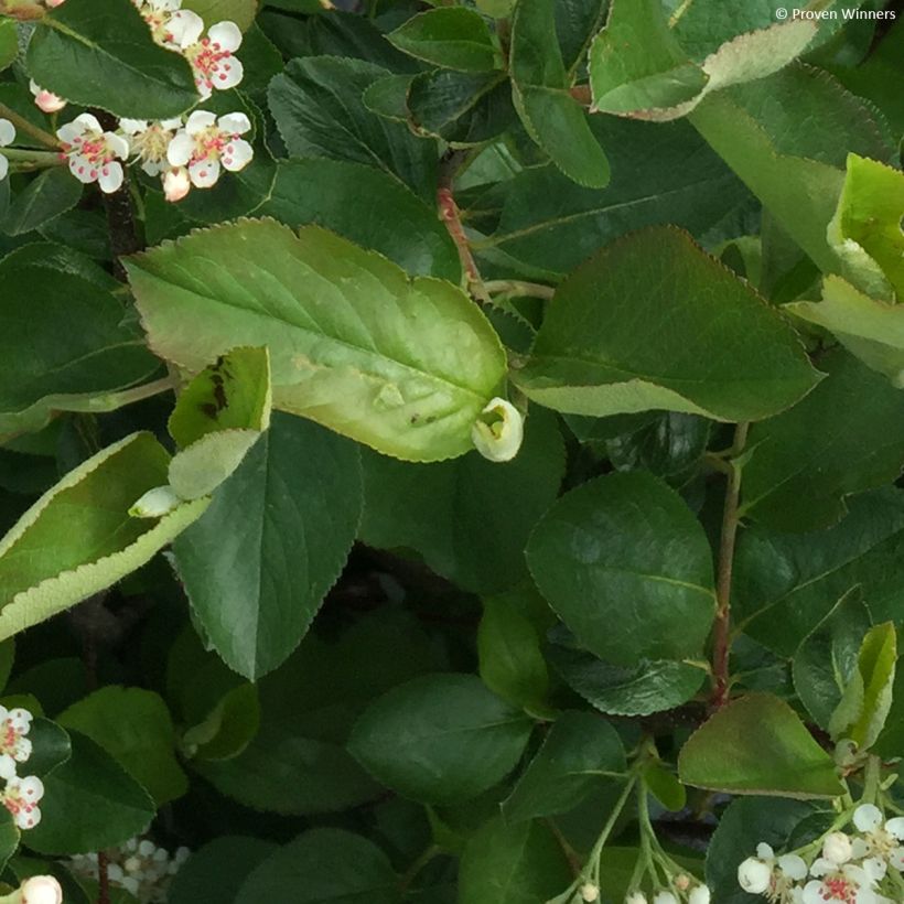 Musta-aronia Revontuli Hedger (Lehvistö)