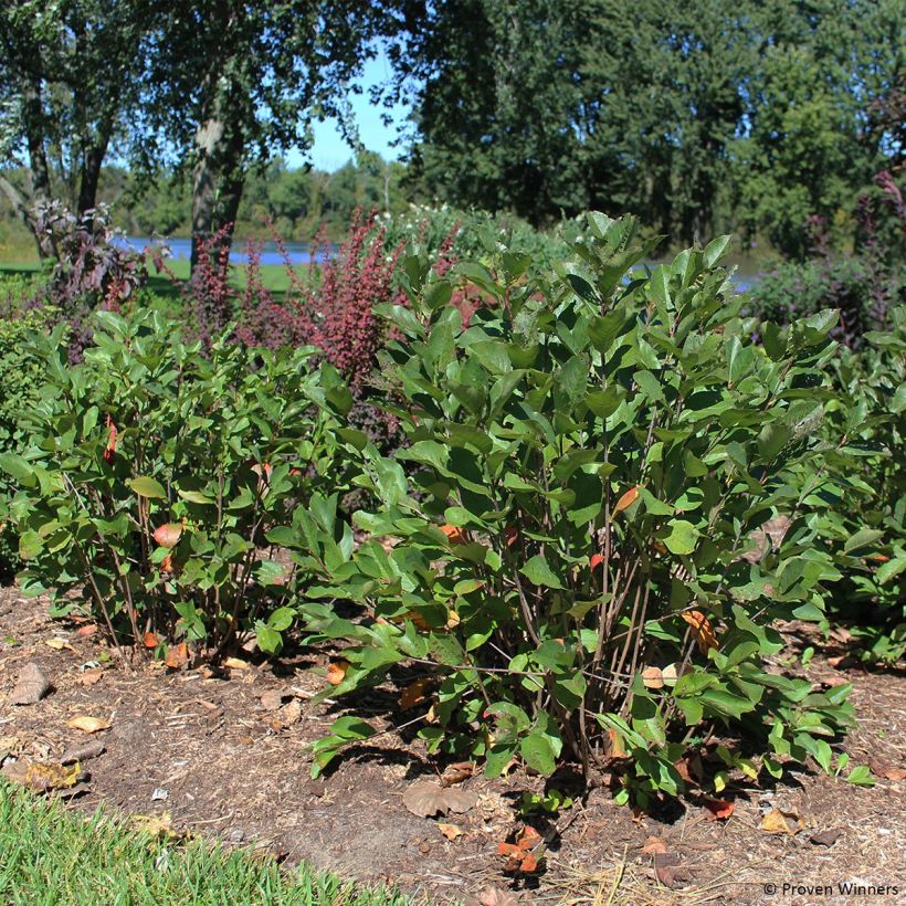 Musta-aronia Revontuli Hedger (Kasvutapa)