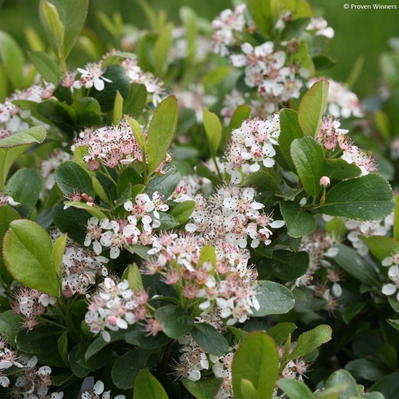 Musta-aronia Revontuli Mound (Kukinta)