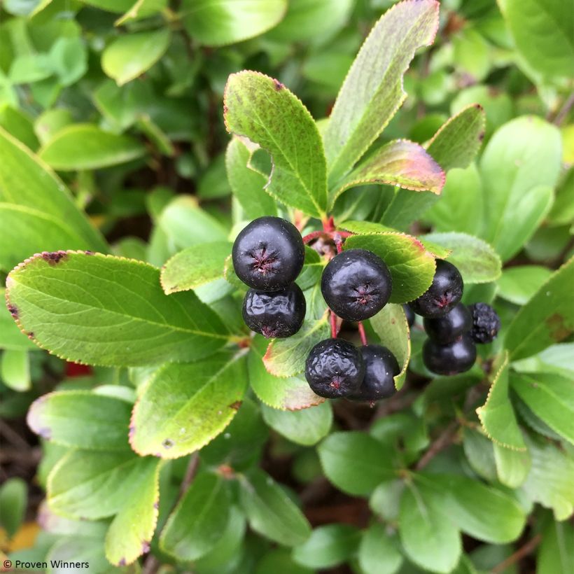 Musta-aronia Revontuli Mound (Sadonkorjuu)