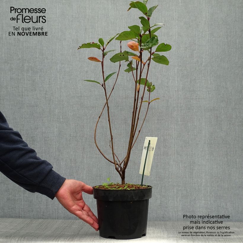 Esimerkki syksyllä toimitetusta Koristearonia Aron 2 litran/3 litran ruukku-taimesta