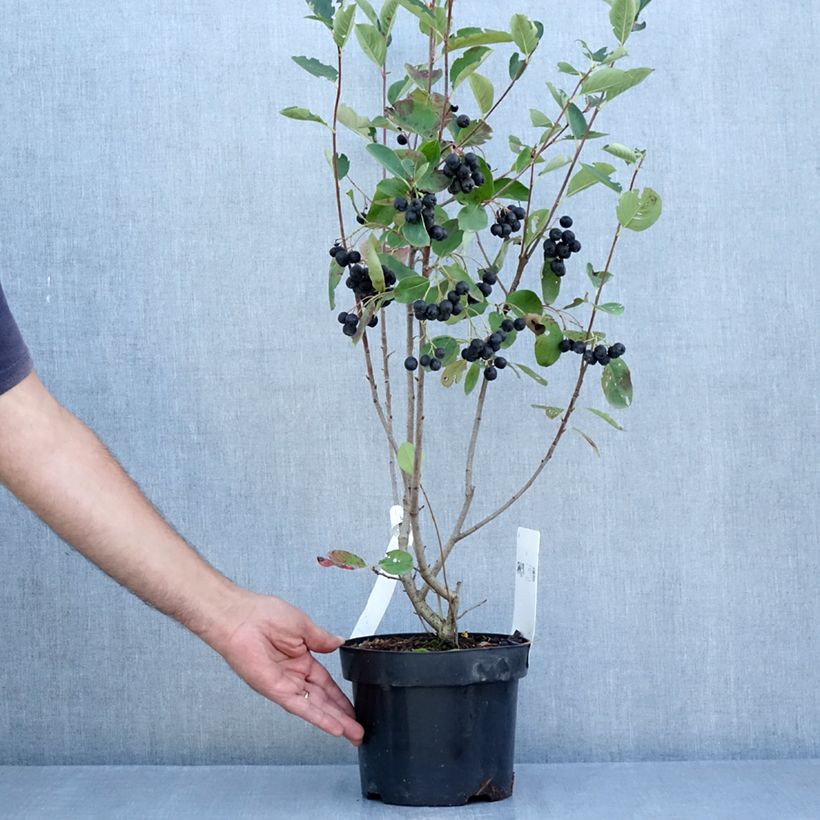 Esimerkki kesällä toimitetusta Koristearonia Aron Ruukku 2L / 3L-taimesta