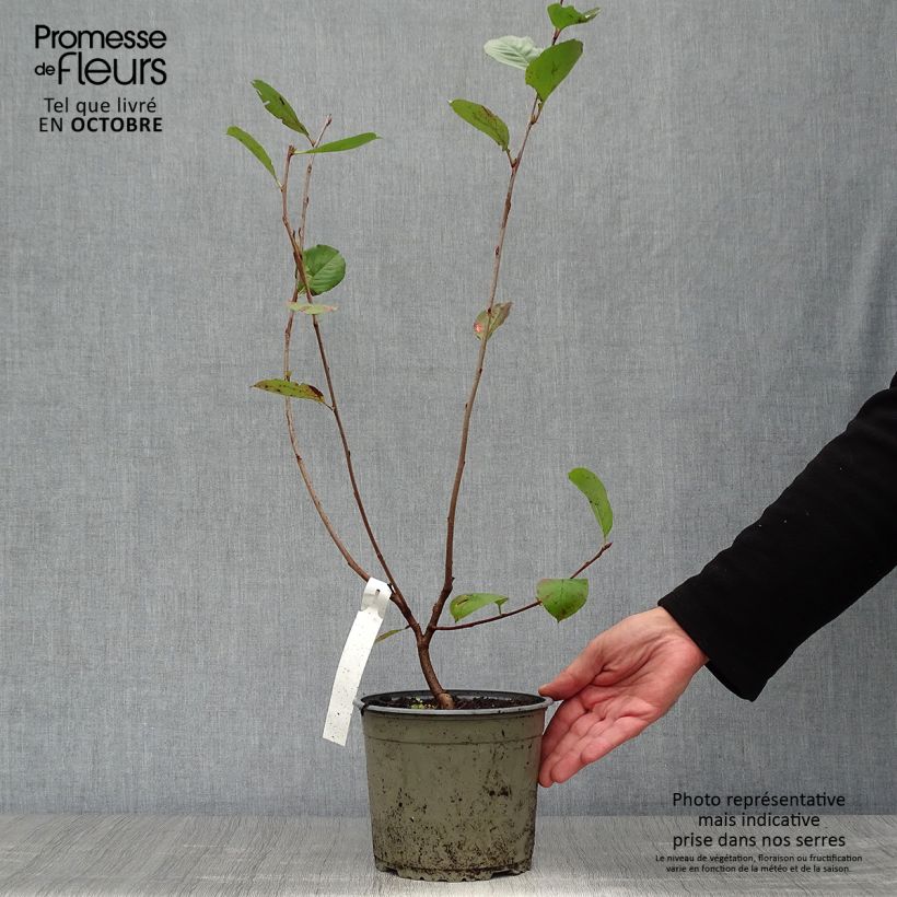 Esimerkki syksyllä toimitetusta Koristearonia Nero 1,5 litran / 2 litran kannu-taimesta