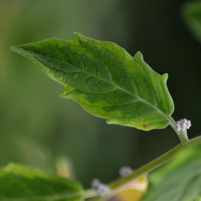 Koristearonia Viking (Lehvistö)