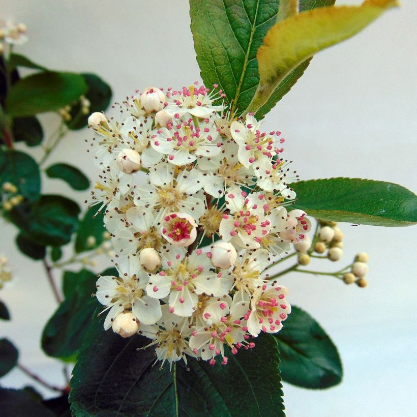 Koristearonia Viking (Kukinta)