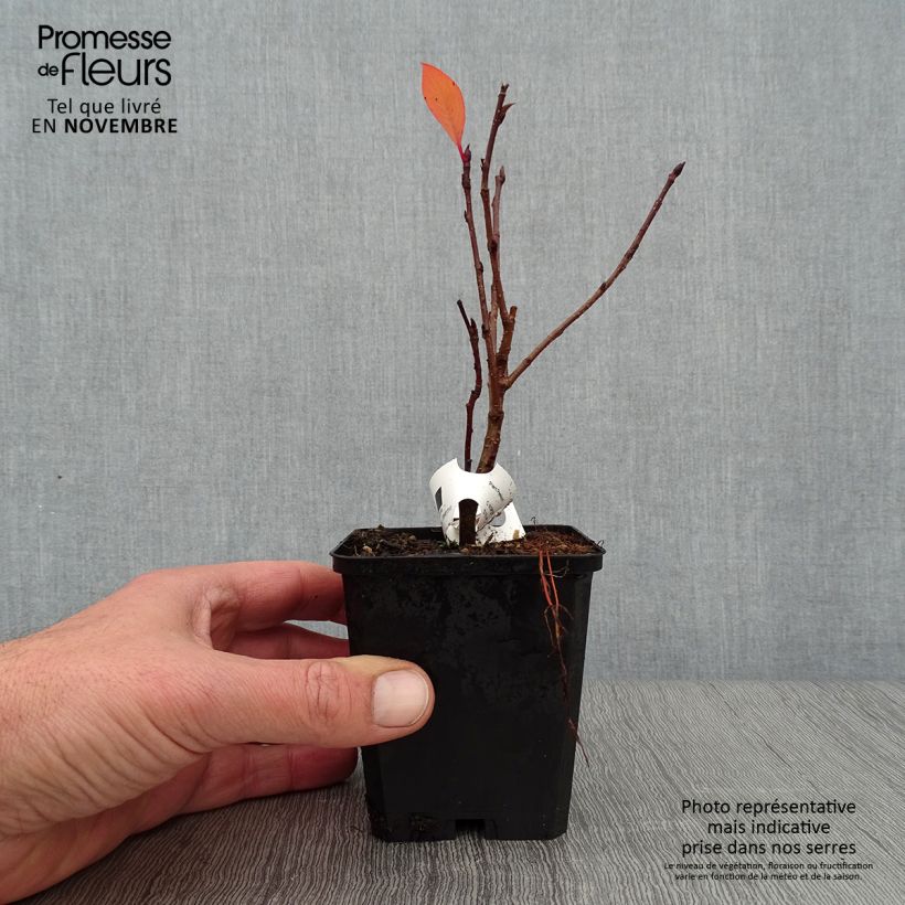 Esimerkki syksyllä toimitetusta Koristearonia Viking 7/8 cm taimiruukku-taimesta