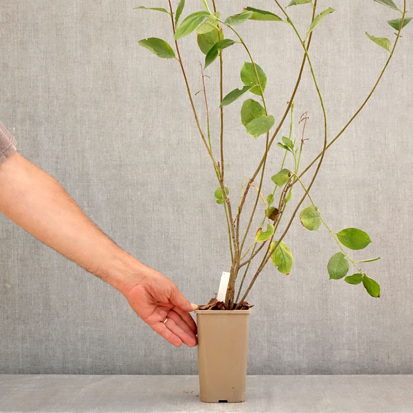 Esimerkki kesällä toimitetusta Koristearonia Rubina 1,5 litran / 2 litran kannu, Mätäs-taimesta