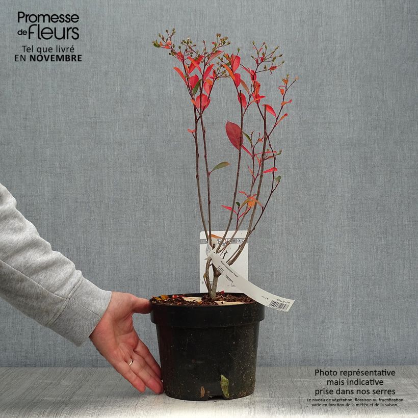 Esimerkki syksyllä toimitetusta Musta-aronia Hugin 2 litran/3 litran ruukku-taimesta