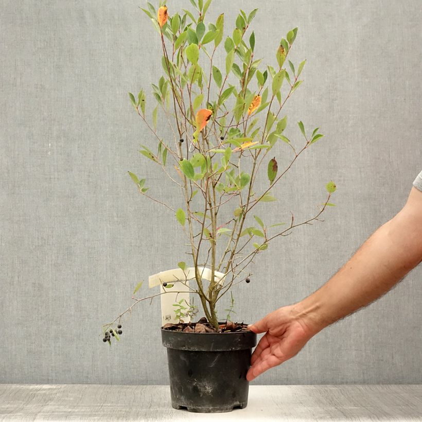Esimerkki kesällä toimitetusta Musta-aronia Hugin Ruukku 2L / 3L-taimesta