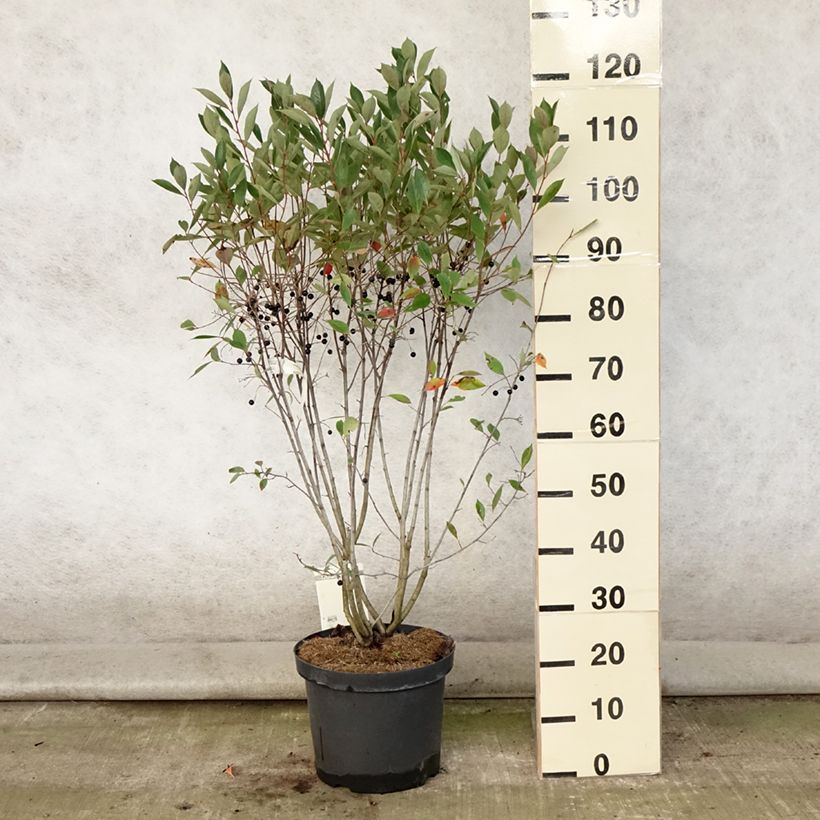 Esimerkki kesällä toimitetusta Musta-aronia Hugin Ruukku 7,5L / 10L-taimesta