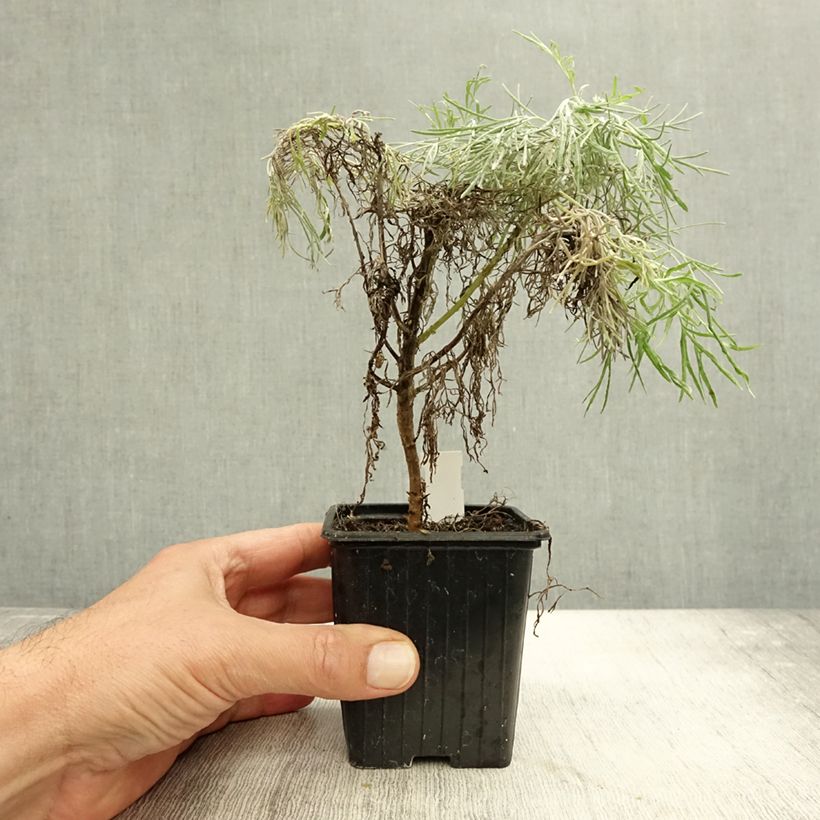 Esimerkki syksyllä toimitetusta Maruna Makana Silver 8/9 cm taimiruukku-taimesta