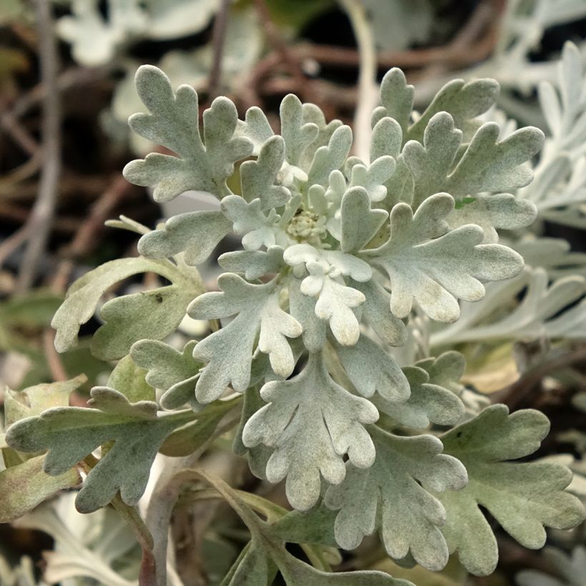 Hiekkamaruna Mori's Strain (Lehvistö)