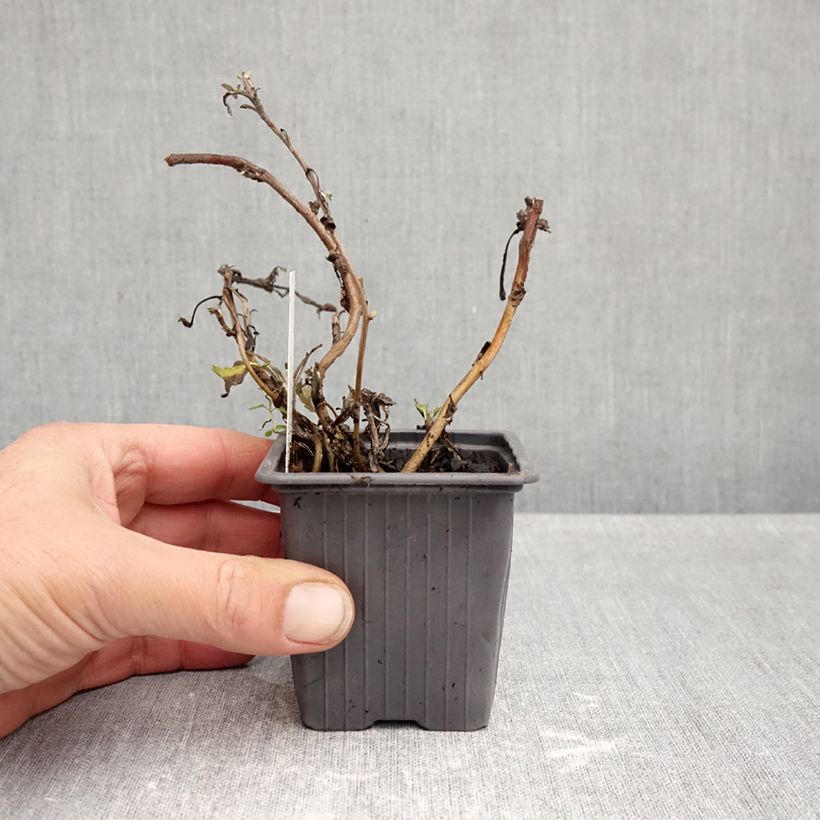 Esimerkki syksyllä toimitetusta Hiekkamaruna Mori's Strain 8/9 cm taimiruukku-taimesta