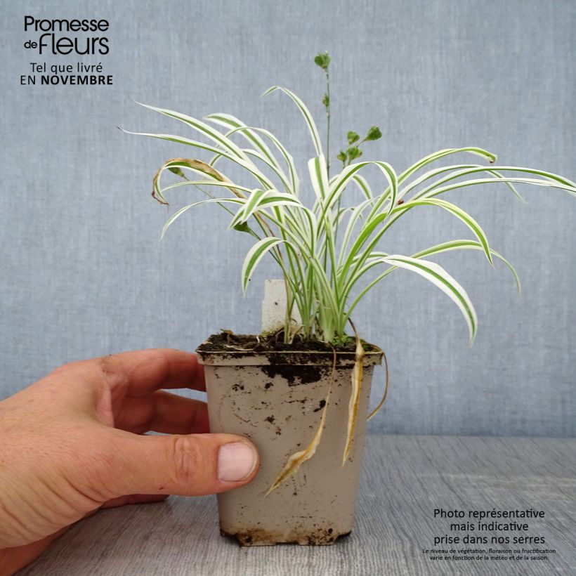 Esimerkki syksyllä toimitetusta Arthropodium candidum Little Lilia 8/9 cm taimiruukku-taimesta