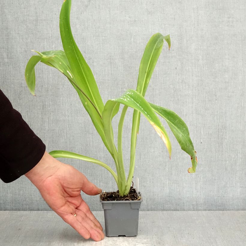 Esimerkki keväällä toimitetusta Arthropodium cirrhatum Taimiruukku 8/9 cm-taimesta