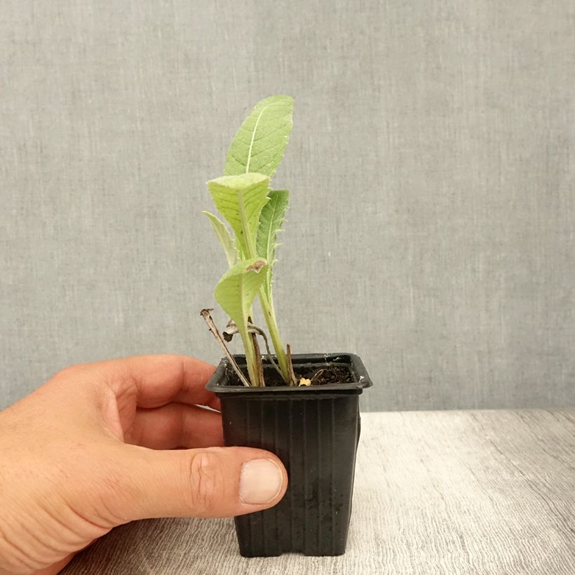 Esimerkki kesällä toimitetusta Artichaut Gros Vert de Laon - Cynara scolymus Godet de 7/8 cm-taimesta