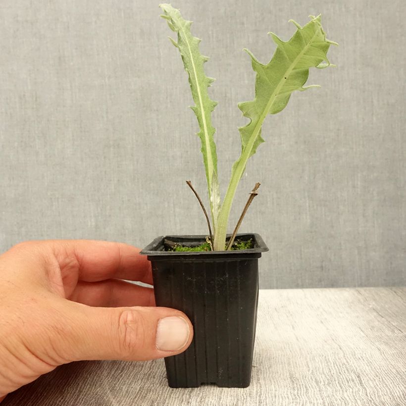 Esimerkki kesällä toimitetusta Latva-artisokka Violet de Provence 7/8 cm taimiruukku-taimesta