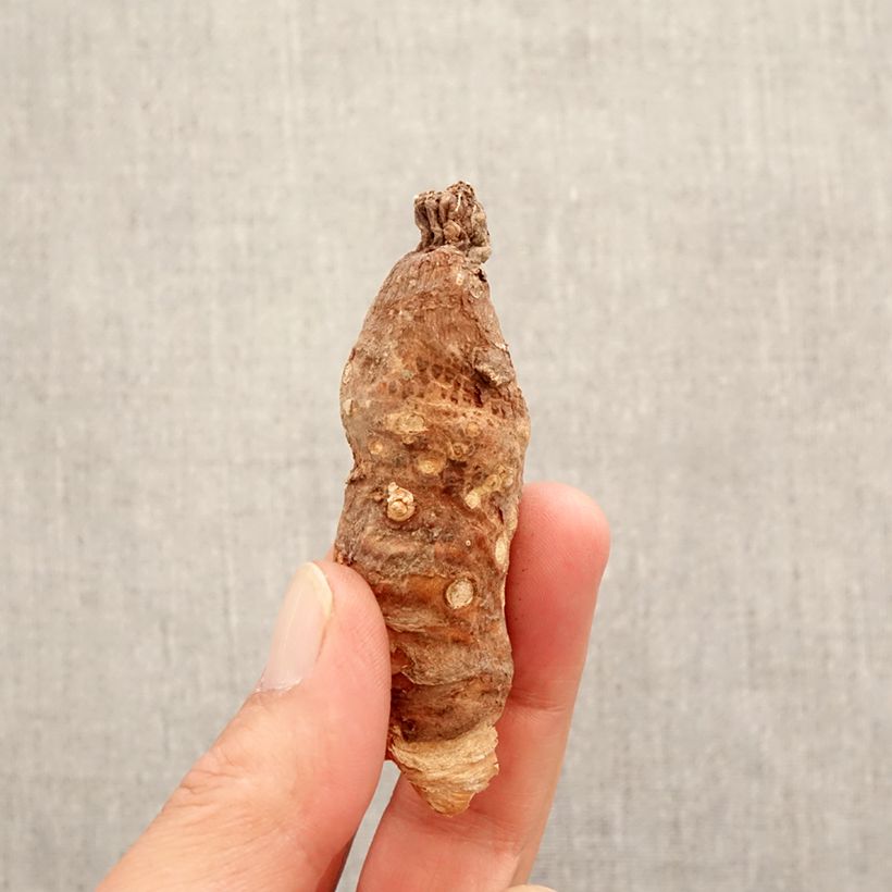 Example of Vaaleamunkinhuppu - Arum italicum Bulbe as you get in printemps