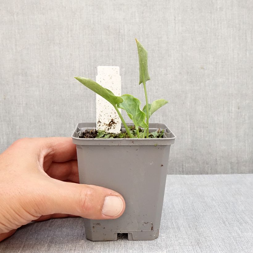 Esimerkki syksyllä toimitetusta Vaaleamunkinhuppu - Arum italicum 8/9 cm taimiruukku-taimesta