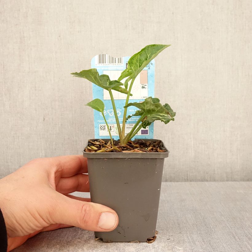 Example of Vaaleamunkinhuppu - Arum italicum Godet de 8/9 cm as you get in printemps