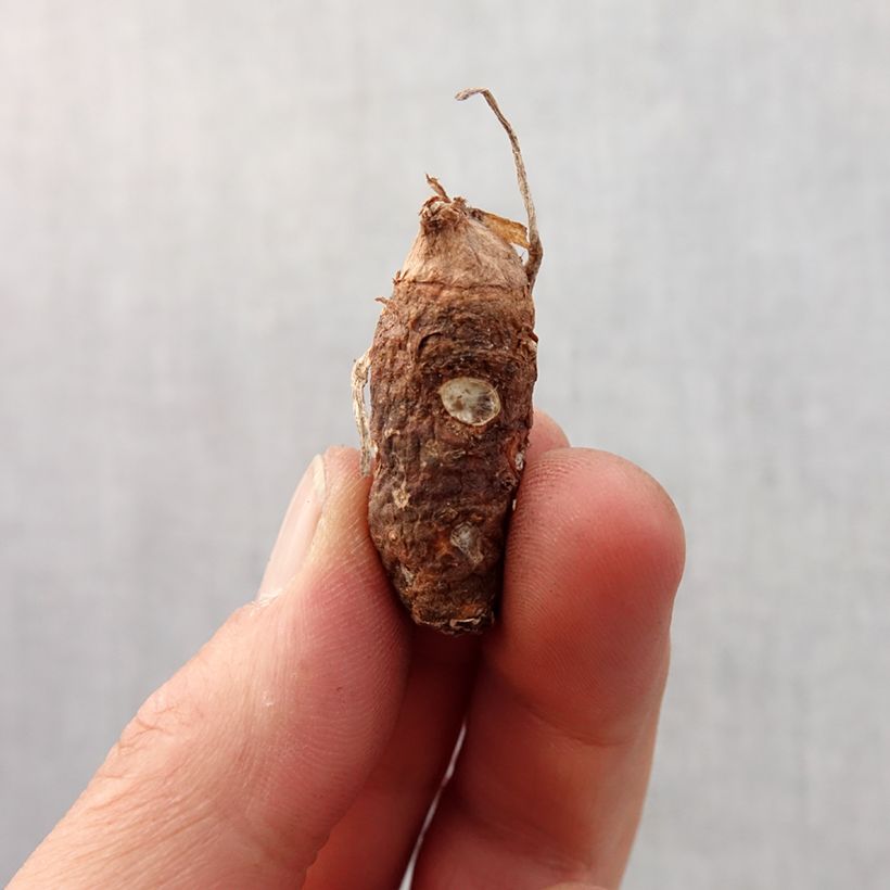 Example of Vaaleamunkinhuppu Marmoratum Bulbe size 6+ as you get in printemps