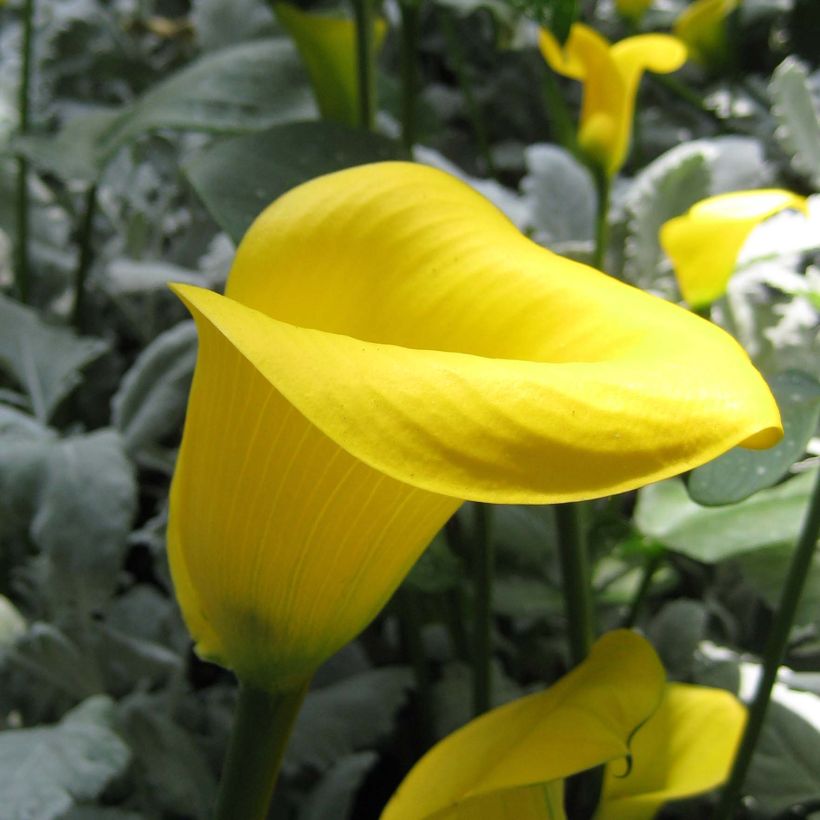 Keltahuonevehka Solfatare (Flowering)