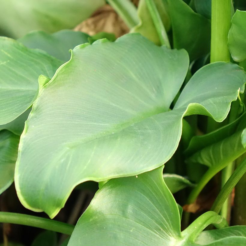 Valkohuonevehka - Zantedeschia aethiopica (Foliage)