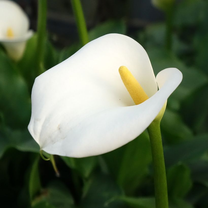 Valkohuonevehka - Zantedeschia aethiopica (Flowering)