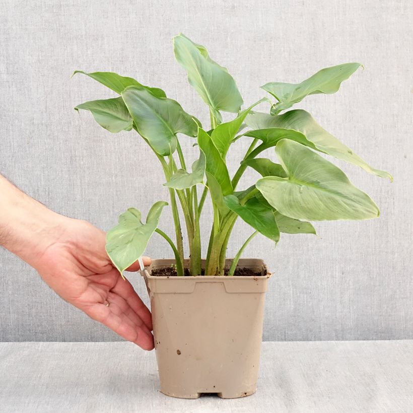 Esimerkki syksyllä toimitetusta Valkohuonevehka - Zantedeschia aethiopica 2 litran/3 litran ruukku-taimesta