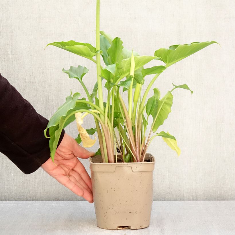 Example of Valkohuonevehka - Zantedeschia aethiopica Pot de 2L/3L as you get in printemps