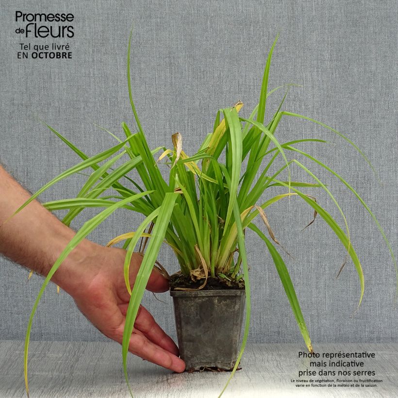 Esimerkki syksyllä toimitetusta Suovehka - Calla palustris 8/9 cm taimiruukku-taimesta