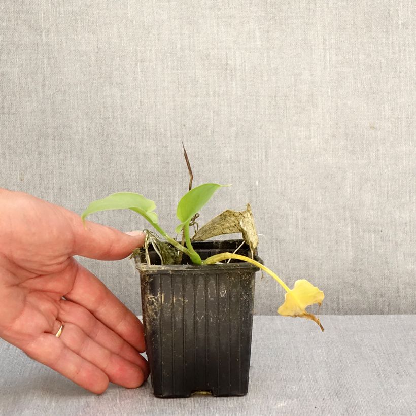 Esimerkki syksyllä toimitetusta Valkohuonevehka Green Goddess 8/9 cm taimiruukku Koko 15+-taimesta