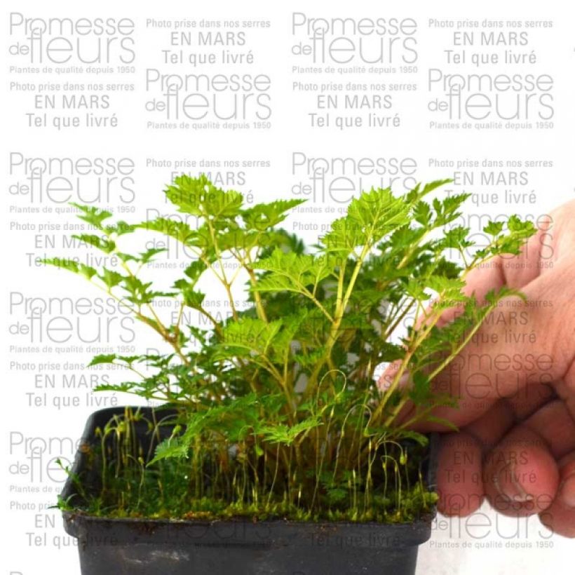 Esimerkki toimitetusta Aruncus aethusifolius - Barbe de Bouc naine Godet de 8/9 cm-taimesta