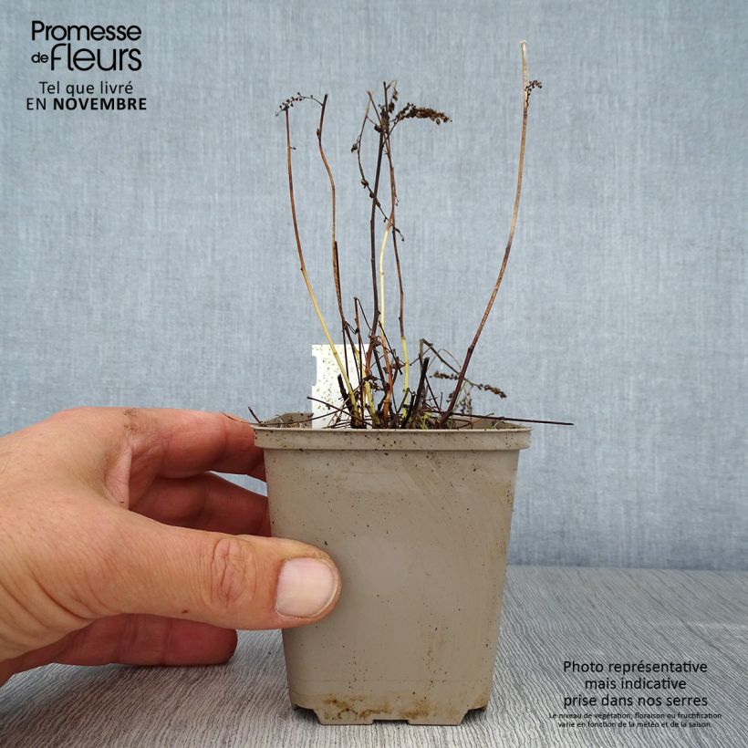 Esimerkki syksyllä toimitetusta Pikkutöyhtöangervo - Aruncus aethusifolius 8/9 cm taimiruukku-taimesta