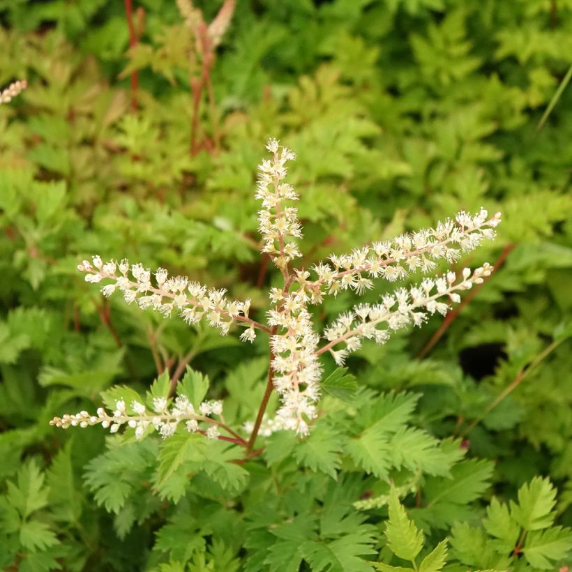 Pikkutöyhtöangervo - Aruncus aethusifolius (Kukinta)