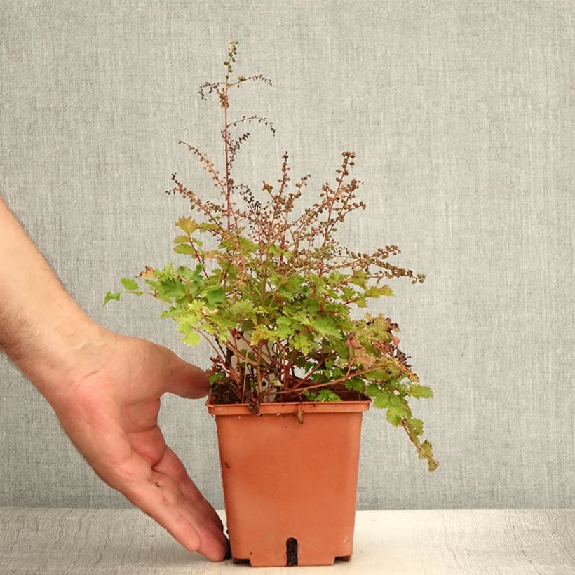 Esimerkki kesällä toimitetusta Aruncus Chantilly Lace - Barbe de bouc Pot de 1L/1,5L-taimesta
