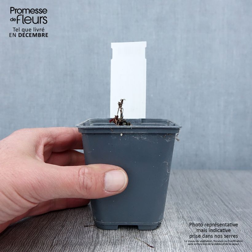 Esimerkki syksyllä toimitetusta Isotöyhtöangervo - Aruncus dioïcus var. kamtschaticus 8/9 cm taimiruukku-taimesta