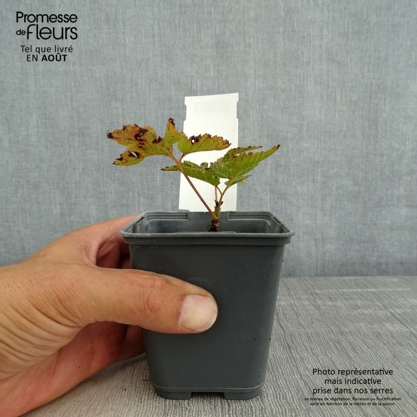 Esimerkki kesällä toimitetusta Isotöyhtöangervo var. kamtschaticus Godet de 8/9 cm-taimesta